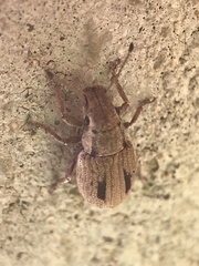 Eurymetopus birabeni