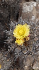Copiapoa echinoides