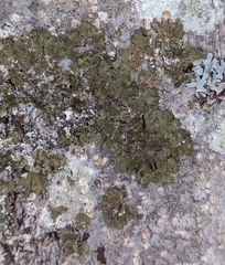 Melanohalea exasperatula