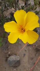 Balbisia peduncularis