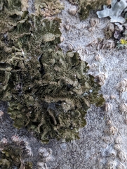 Melanohalea exasperatula