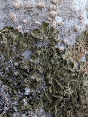 Melanohalea exasperatula