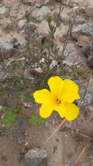 Balbisia peduncularis