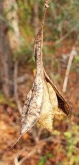Sesbania vesicaria