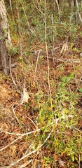 Sesbania vesicaria