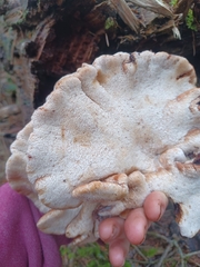 Amylocystis lapponica