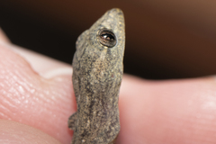 Hemidactylus