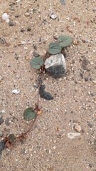 Dioscorea fastigiata