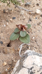 Dioscorea fastigiata