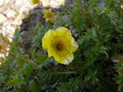 Geum rossii