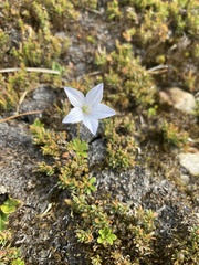 Wahlenbergia albomarginata
