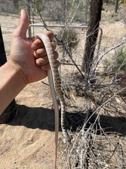 Masticophis flagellum piceus