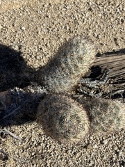 Escobaria alversonii