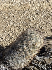 Escobaria alversonii