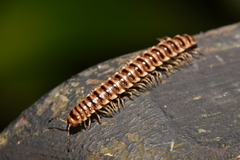 Chamberlinius hualienensis