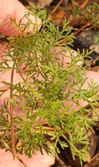 Eupatorium compositifolium