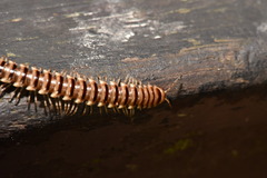 Chamberlinius hualienensis