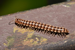 Chamberlinius hualienensis
