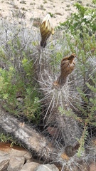Trichocereus deserticola