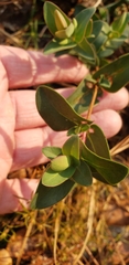 Hypericum tetrapetalum