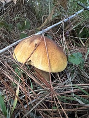 Boletus fibrillosus