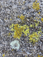 Acarosporaceae