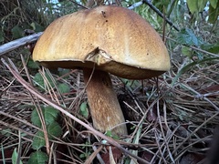Boletus fibrillosus