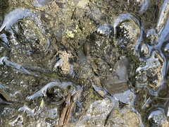 Anaxyrus boreas halophilus