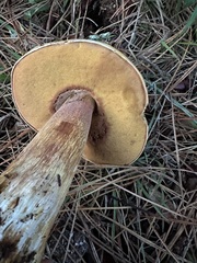 Boletus fibrillosus