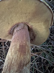 Boletus fibrillosus