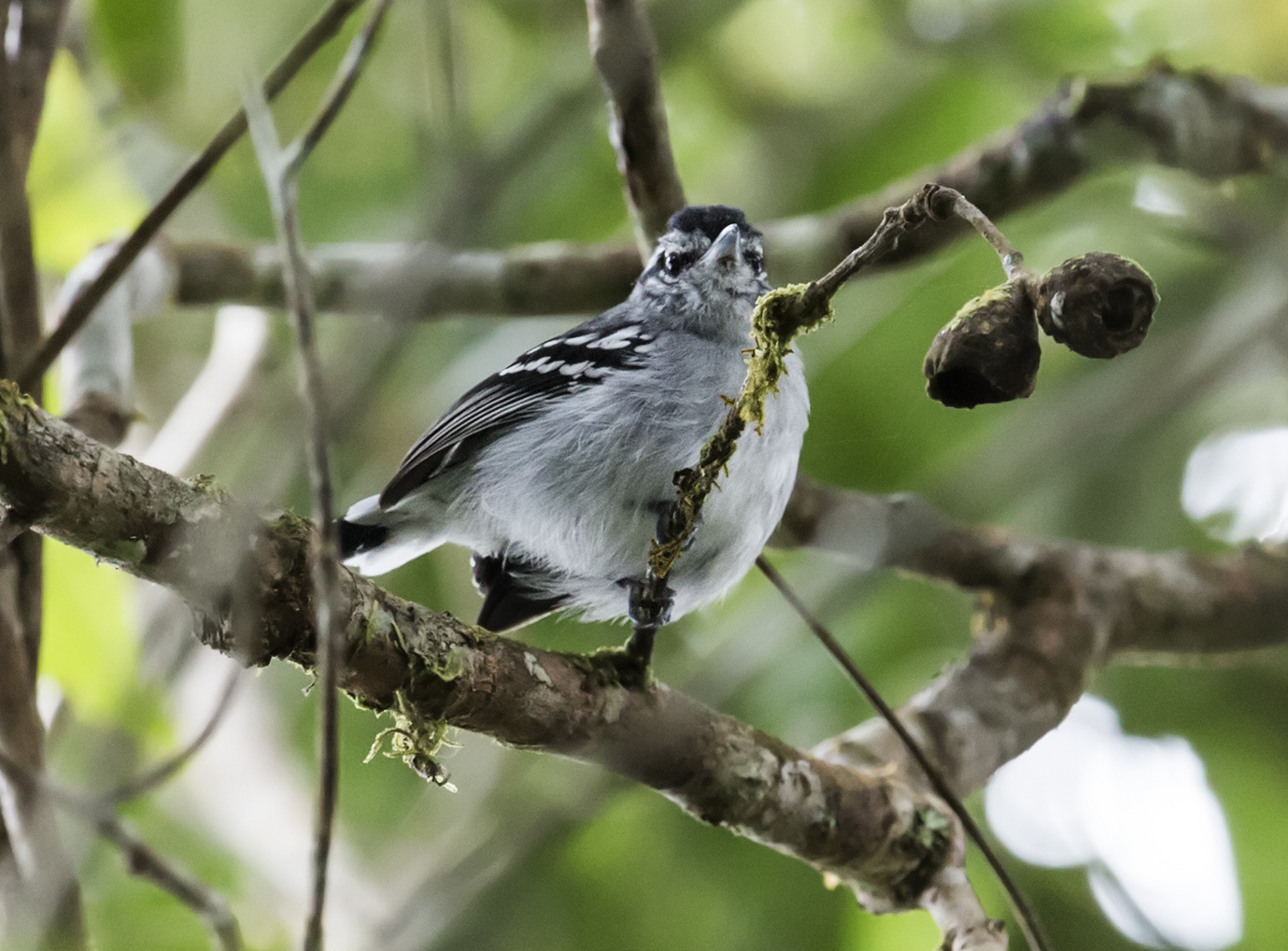 Ash-throated Antwren illustration