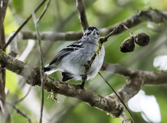 Ash-Throated Antwren photo 1