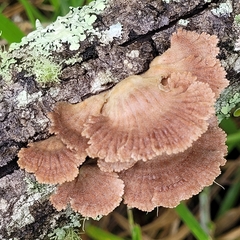 Schizophyllum