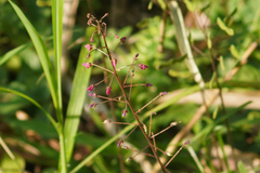 Desmodium molliculum
