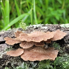 Schizophyllum