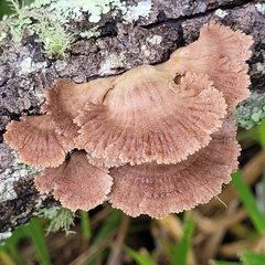 Schizophyllum