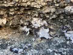 Dermatocarpon miniatum