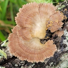 Schizophyllum