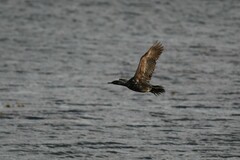 Leucocarbo magellanicus