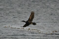 Leucocarbo magellanicus