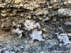 Dermatocarpon miniatum