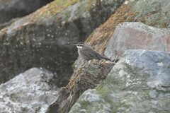 Cinclodes patagonicus