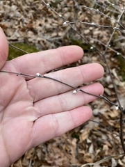 Lithospermum latifolium