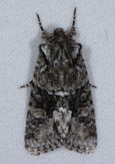 Lacinipolia olivacea