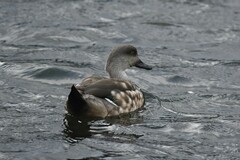 Lophonetta specularioides