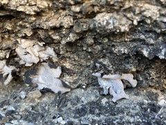 Dermatocarpon miniatum