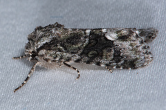 Lacinipolia olivacea