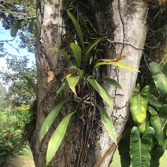 Anthurium gracile image