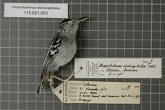 Todd's Antwren photo 3