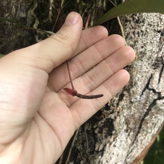 Anthurium gracile